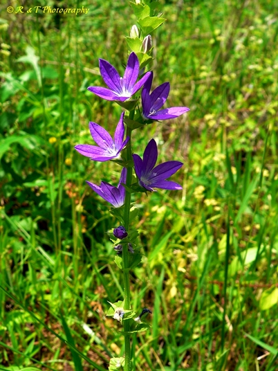 {Triodanis perfoliata}
